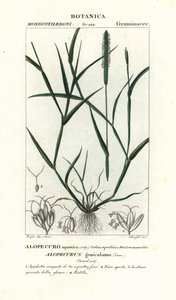 Water vossenstaart, Alopecurus geniculatus door Stanghi Stanghi