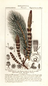 Waterpaardenstaart, Equisetum fluviatile door Stanghi Stanghi