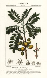 Gele mombin of varkenspruim, Spondias monbin door Stanghi Stanghi