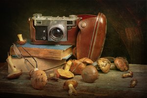 Vintage camera en paddenstoelen