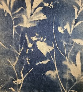 Blauwe botanische schaduwen door Stefano Mazzolini