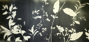 Etherische botanische silhouetten door Stefano Mazzolini