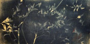 Botanische studie in indigo