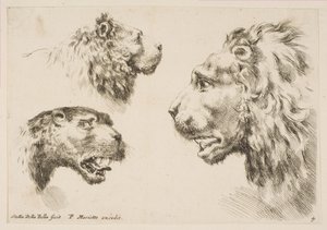 Hoofden van drie leeuwen, ca. 1641 door Stefano della Bella