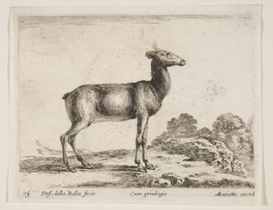Hert, uit Diverse Dieren door Stefano della Bella