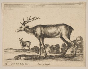 Hert, uit Diverse dieren door Stefano della Bella