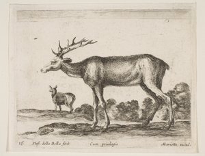 Hert, uit Diverse dieren Diversi animali door Stefano della Bella