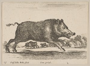 Plaat 19: wild zwijn, uit Diverse dieren door Stefano della Bella