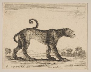 Blad 9: luipaard, uit Diverse dieren Diversi animali, ca. 1641 door Stefano della Bella