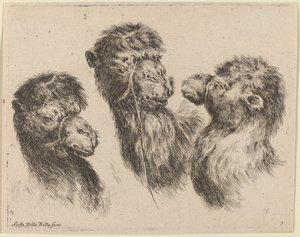Drie kameelkoppen