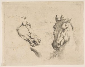 Twee paardenhoofden