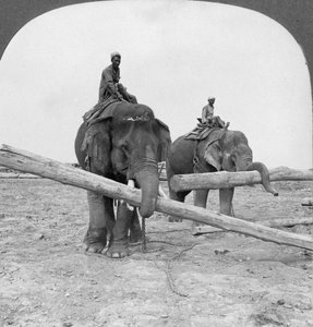 Olifanten aan het werk in een houtwerf, Rangoon, Birma, 1908