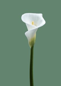 Calla Lelie Nr. 02, 2021