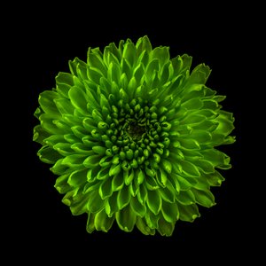 Chrysant nr. 01