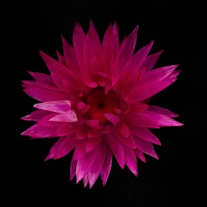 Gedroogde Dahlia nr. 01, 2021