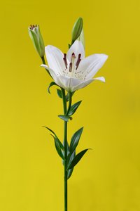 Lelie op geel nr. 01, 2020