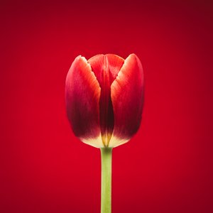 Portret van een bijzondere rode tulp op een rode achtergrond