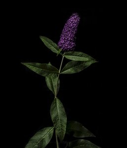 Paarse Buddleja, 2020