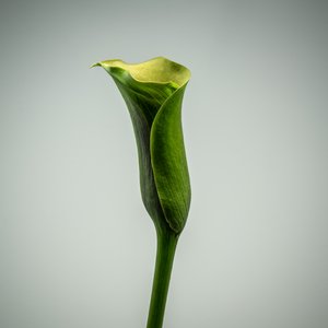Enkele groene Calla Lelie