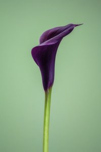 Enkele paarse Calla Lelie, 2021