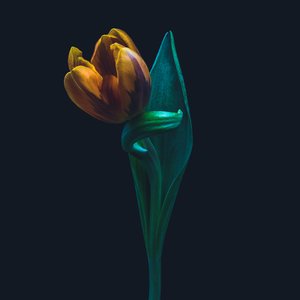 Singuliere tulp