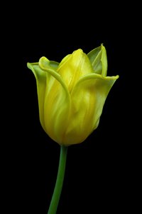 Gele tulp nr. 02, 2021 (foto)