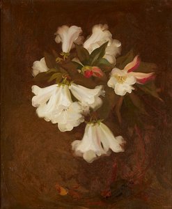 Een stilleven van witte lelies