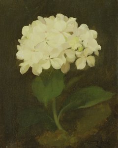 Witte Hortensia