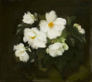 Witte rozen