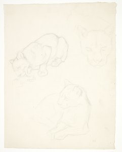 Drie studies van een leeuwenwelp door Svend Rathsack