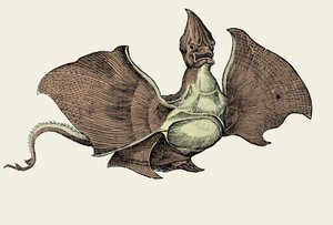Fantastisch zee monster, illustratie uit 