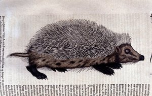 Egel, illustratie uit 