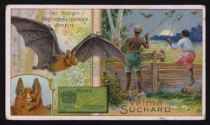 Vampier vleermuis door Swiss School