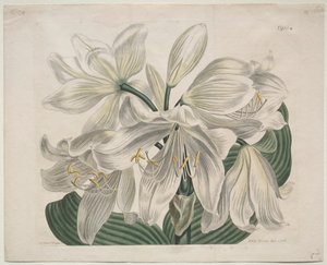 The Botanical Magazine of Flower Garden Displayed: Witte Kaap - Kustlelie, 1806 door Sydenham Teast Edwards