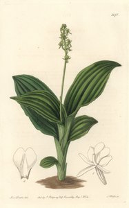 Afrikaanse Liparis orchidee