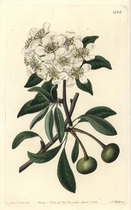 Amandelbladige peer - Pyrus amygdaliformis