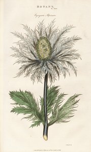 Alpiene zeedistel (Eryngium alpinum) door Sydenham Teast Edwards