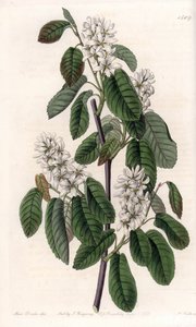 Amelanchier met elzenbladeren of gebloemde aronie - Plaat gegraveerd door S.Watts, naar een illustratie van Sarah Anne Drake (1803-1857), uit het Botanical Register van Sydenham Edwards (1768-1819), Engeland door Sydenham Teast Edwards