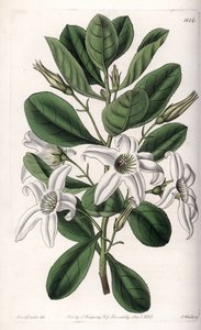 Anthocercis variëteit, inheems in Australië - Plaat gegraveerd door S.Watts, uit een illustratie van Sarah Anne Drake, uit het Botanical Register van Sydenham Edwards, Engeland