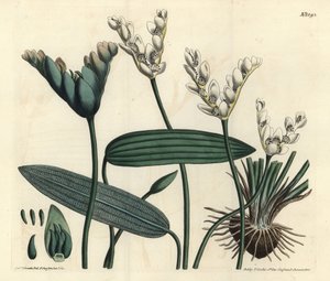 Aponogeton geurig - Cap-pondweed, Aponogeton distachyos (Gevorkte aponogeton, Aponogeton distachyon). Handgekleurde kopergravure door F. Sansom Jr. naar een illustratie van Sydenham Edwards uit William Curtis