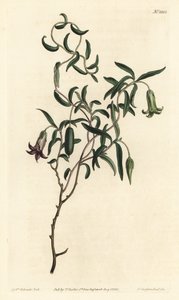Appelbes of veranderlijke bloemige billardiera, uit William Curtis