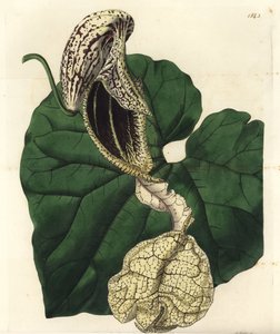 Aristoloche variëteit, uit het Botanical Register