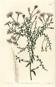 Aster varieteit - New York aster, Symphyotrichum dumosum (Coris-leaved starwort, Aster coridifolius)