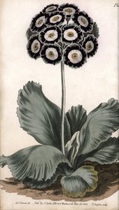 Aurikel of berenoor. Gekleurde kopergravure, illustratie door Sydenham Edwards voor Conferences of Botanical, Botanical Garden of Lambeth door Sydenham Teast Edwards