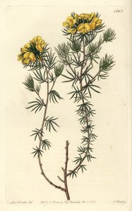 Australische gompholobium variëteit - Capitate gompholobium, Gompholobium capitatum. Handgekleurde kopergravure door S. Watts naar een illustratie van Miss Sarah Drake uit Sydenham Edwards