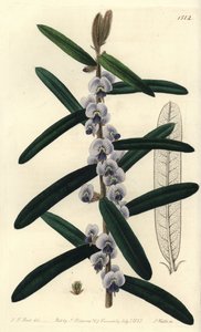 Australische hovea struik variëteit - Harige hovea, Hovea villosa door Sydenham Teast Edwards