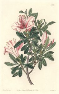 Azalea van Bloemisten door Sydenham Teast Edwards