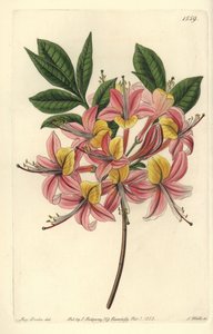 Pontische gele azalea - Gele azalea, Rhododendron luteum door Sydenham Teast Edwards