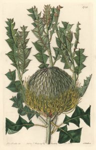 Banksia speciosa, oorspronkelijk uit Australië - uit het Botanical Register door Sydenham Teast Edwards