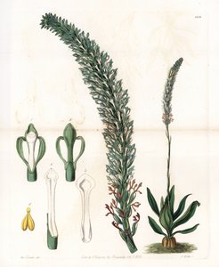 Belle sauroglossum door Sydenham Teast Edwards